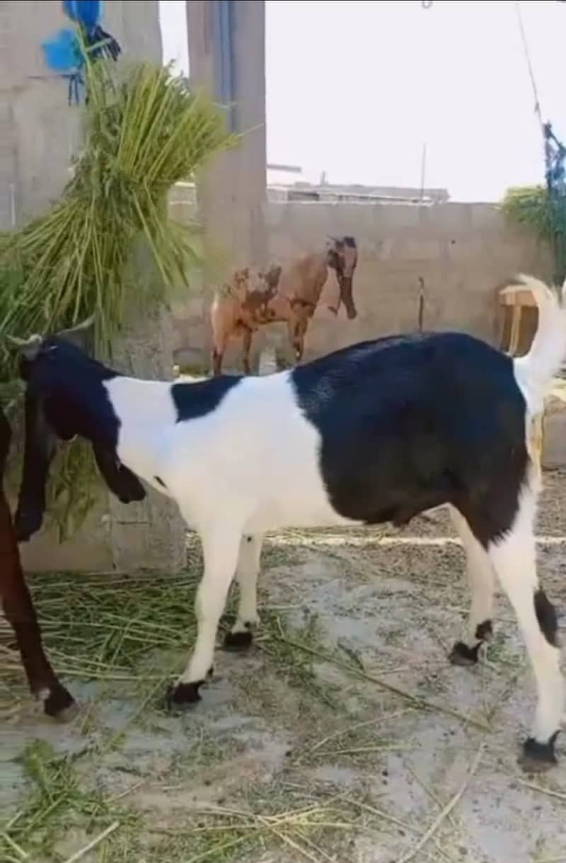 2daant khassi bakre 0