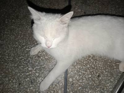 Turkish Cat