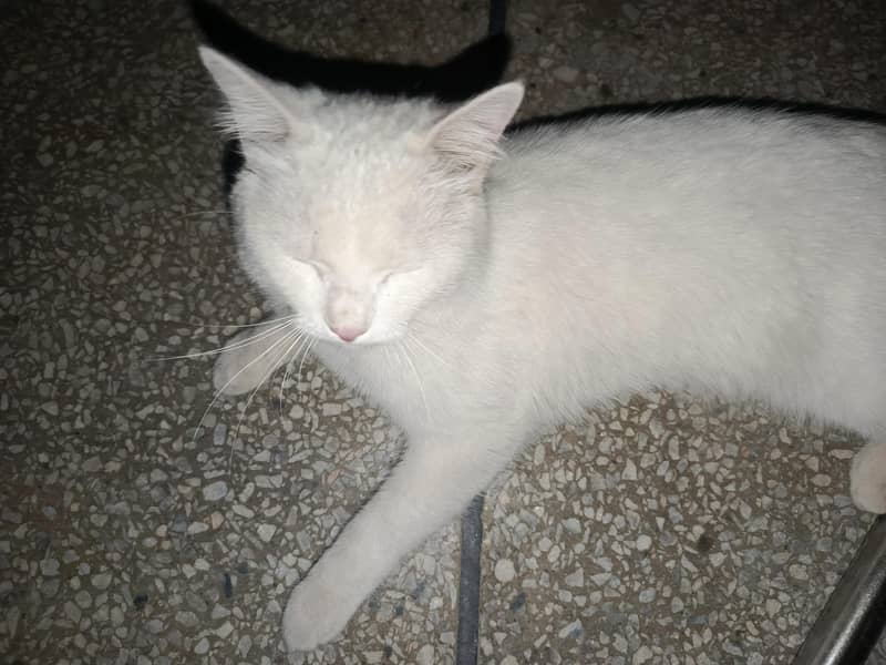 Turkish Cat 0
