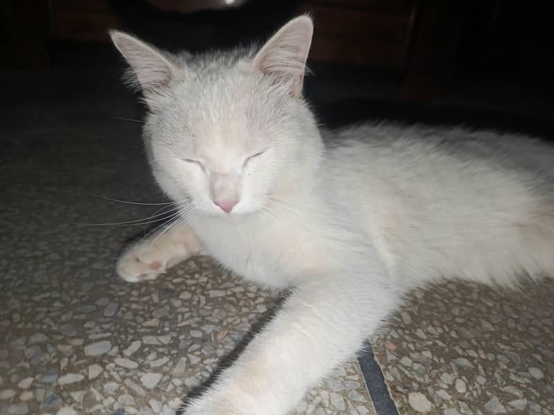 Turkish Cat 1
