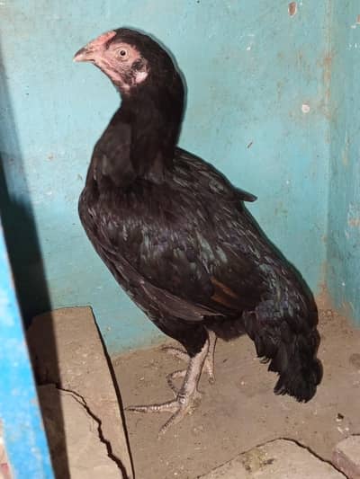 Aseel 2 female 1 male for sale