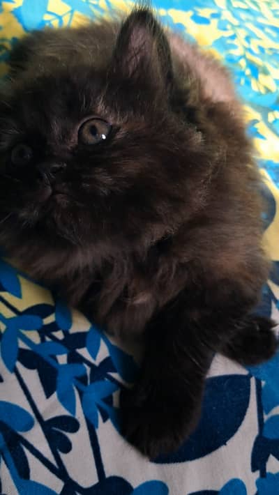 Very playful . energy curiosity . large eyes soft Fur