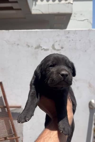 Labrador Puppies Top Quality Both Male and Female