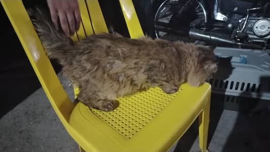 Beautiful imported male cat for sale