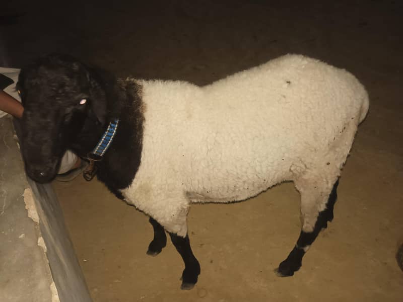 dumba 1