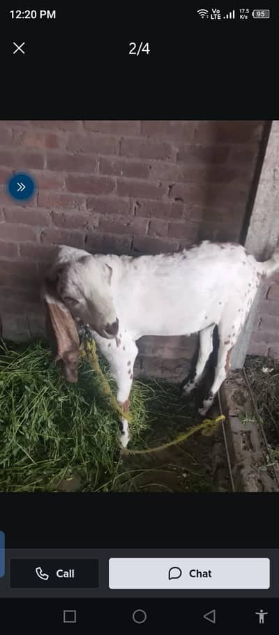 qurbani ke liye ghar ka Pala hua Bakra hua