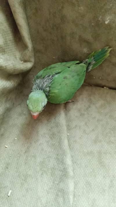 Green Ringneck male chick 40 days hand feed and best for hand taming