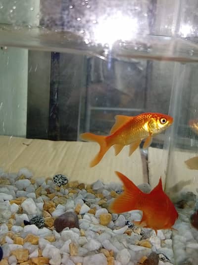 Healthy goldfish pair for sell