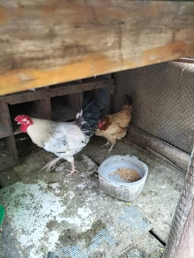 roaster and hen sale