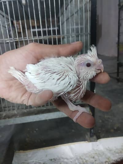 Red Eyes Cockatiel Chicks For Hand Taming