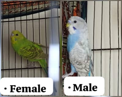 Australian parrot home breed young pair