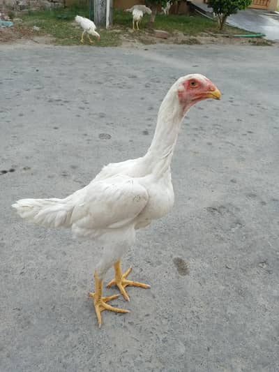 White Shamo Chicks Available 6 pieces