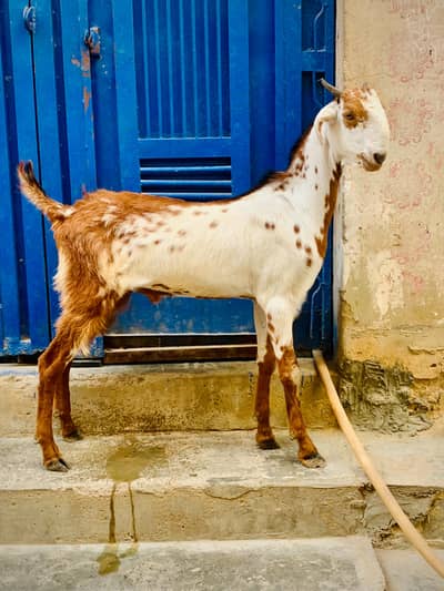 2 dant bakra for sale