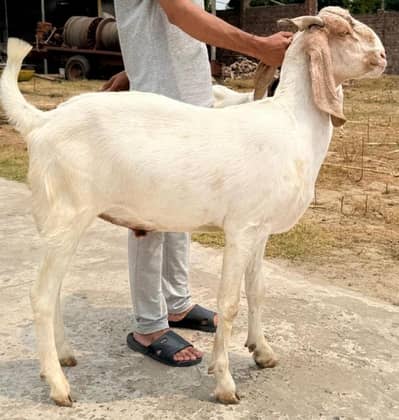 Qurbani Bakra's