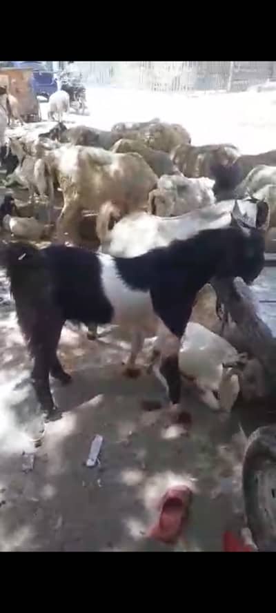 Qurbani
