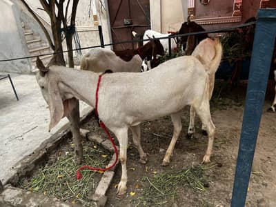 Rajan puri/makhi china/ sindhi/ bakra/bakry/  for sale 03214632511