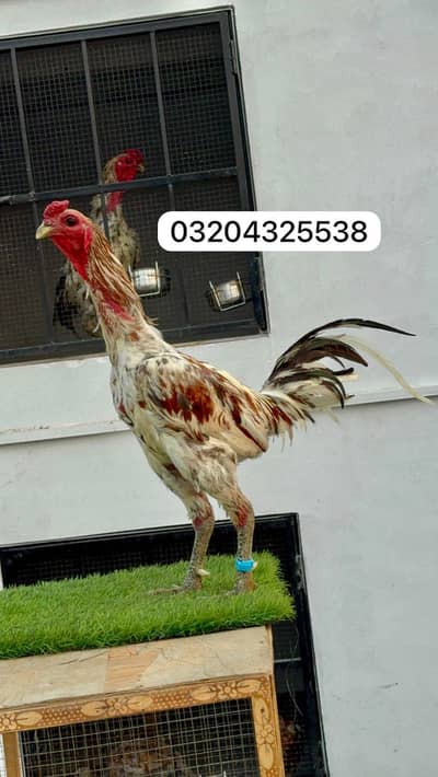 Ice Blue Dragon 03204325538