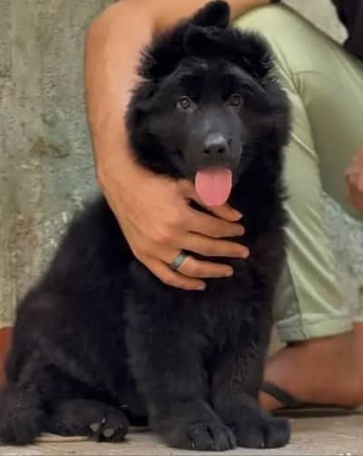German Shepherd Puppies WhatsApp03055516739