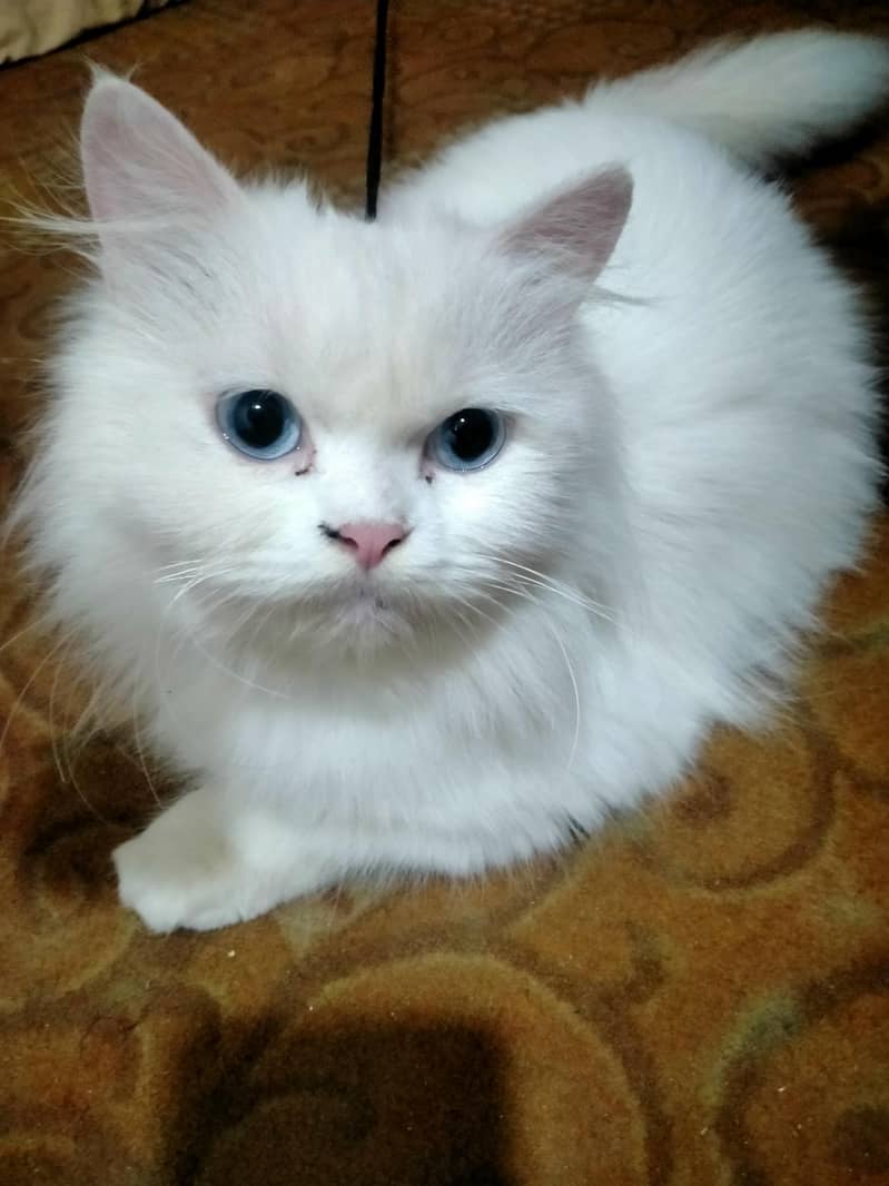 persion cat 0