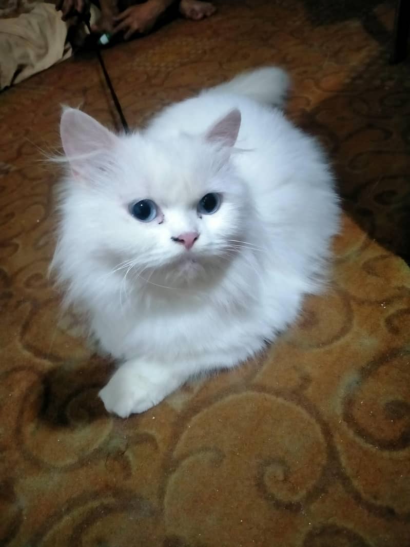 persion cat 1