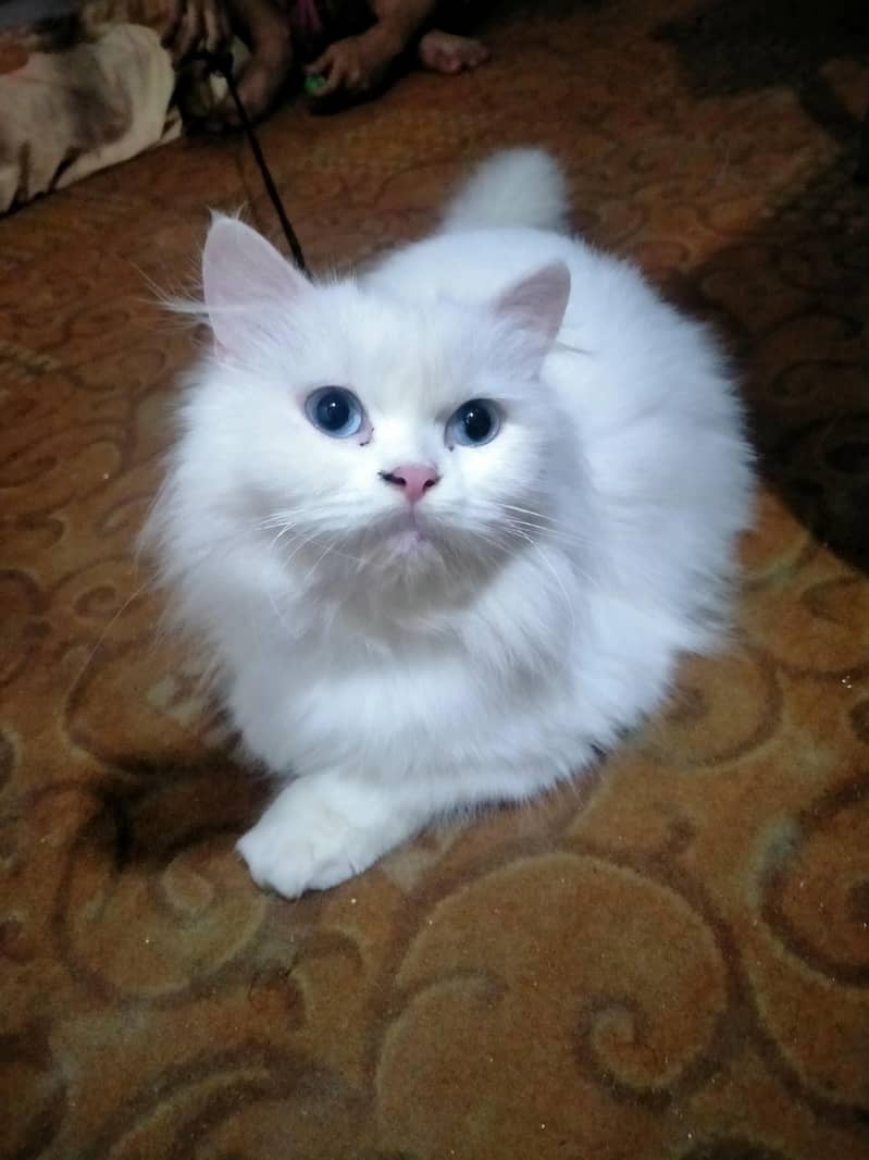 persion cat 2