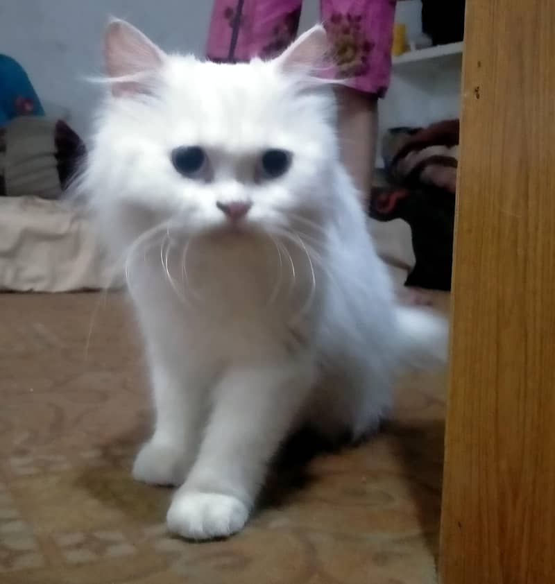persion cat 3