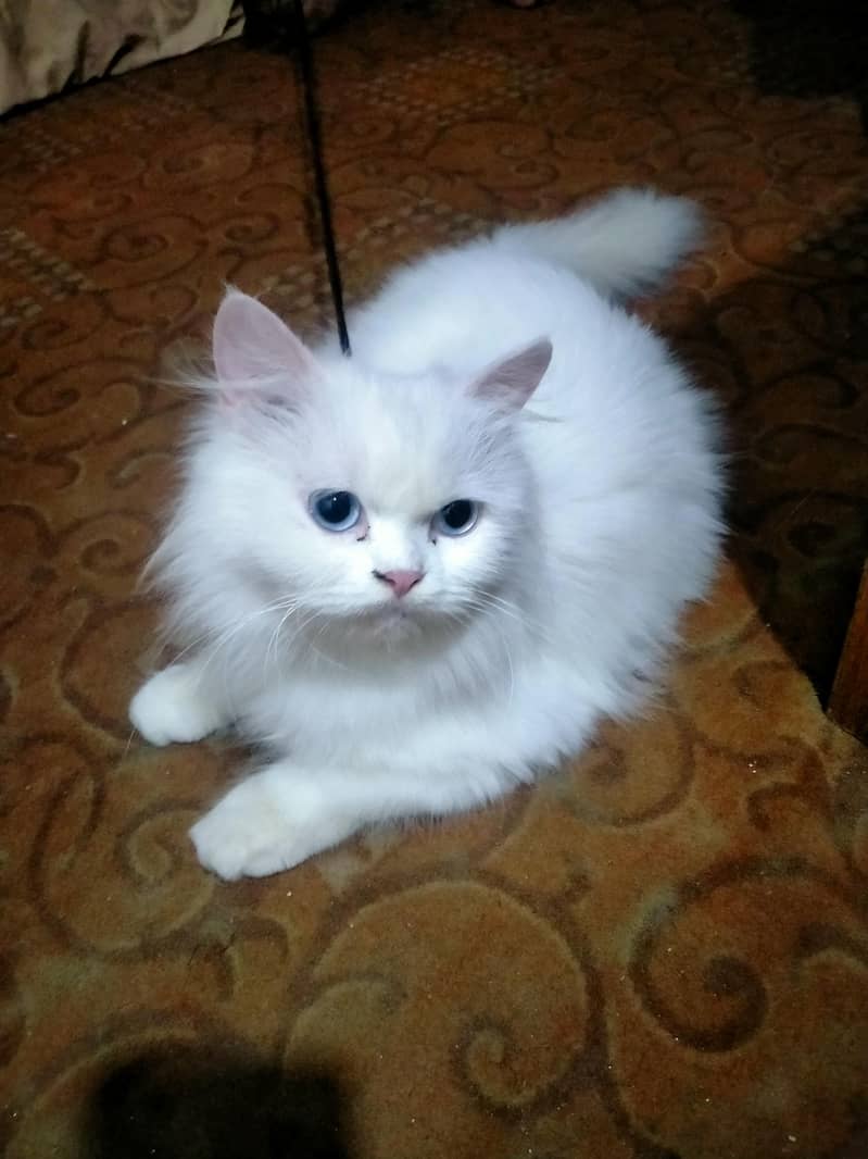persion cat 4