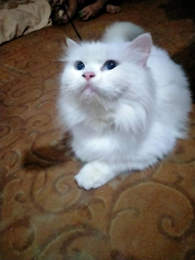 persion cat 5