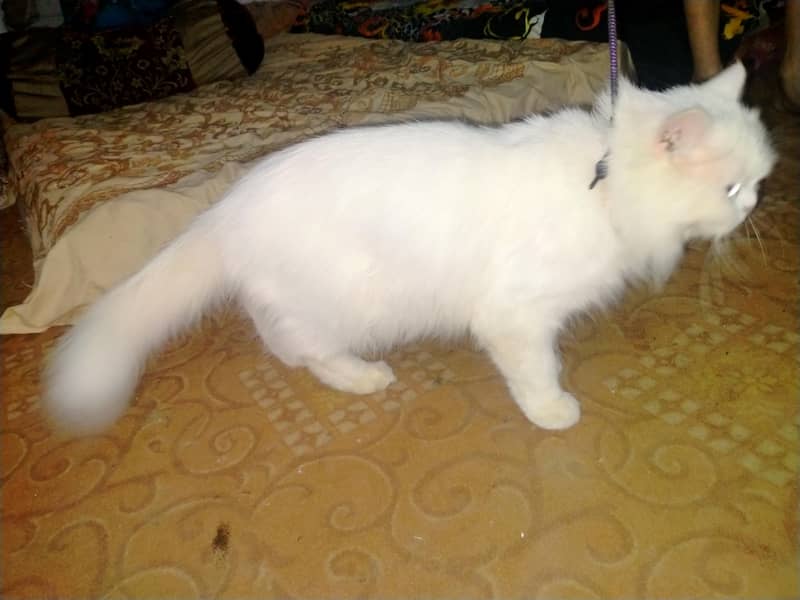 persion cat 6