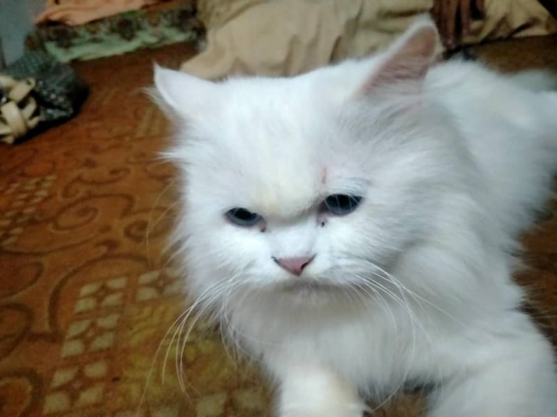 persion cat 7