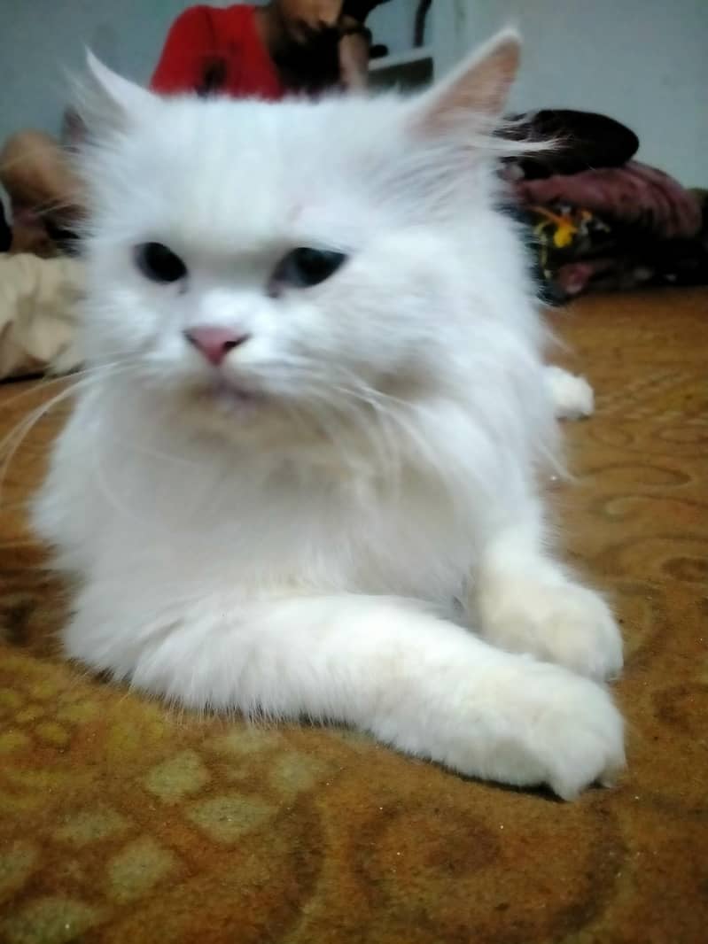 persion cat 8