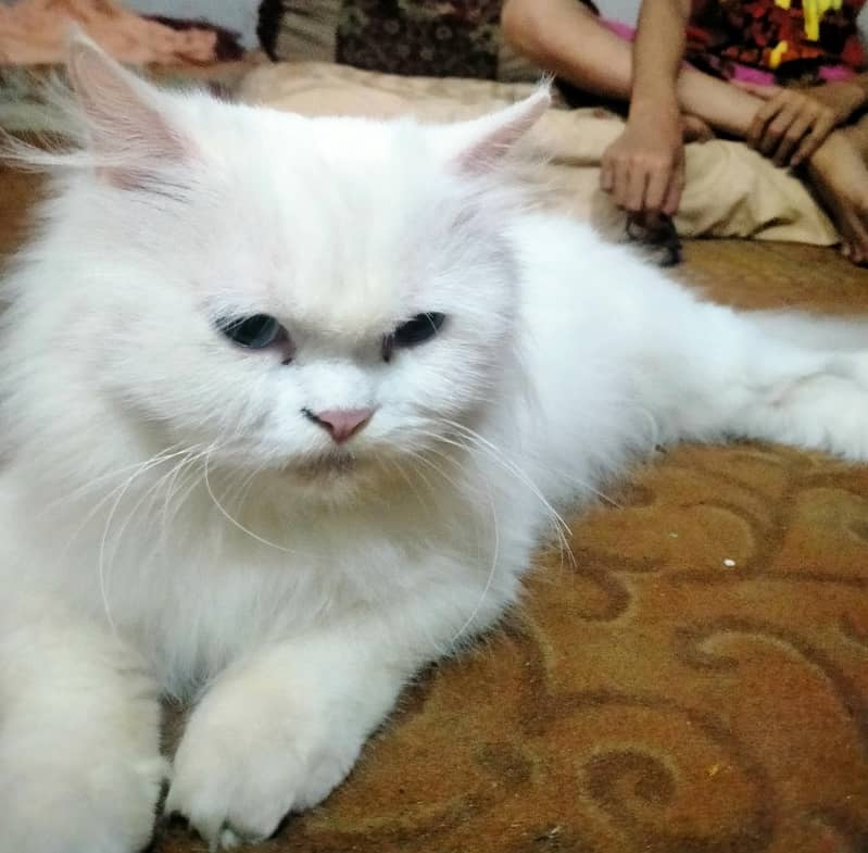 persion cat 9