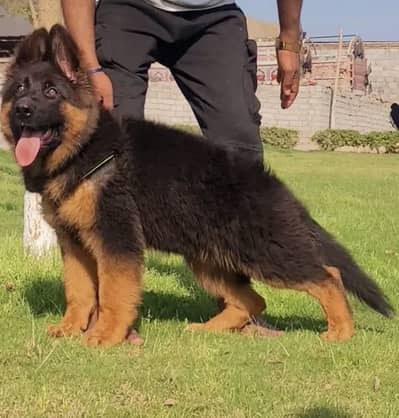 German Shepherd Puppies WhatsApp03055516739