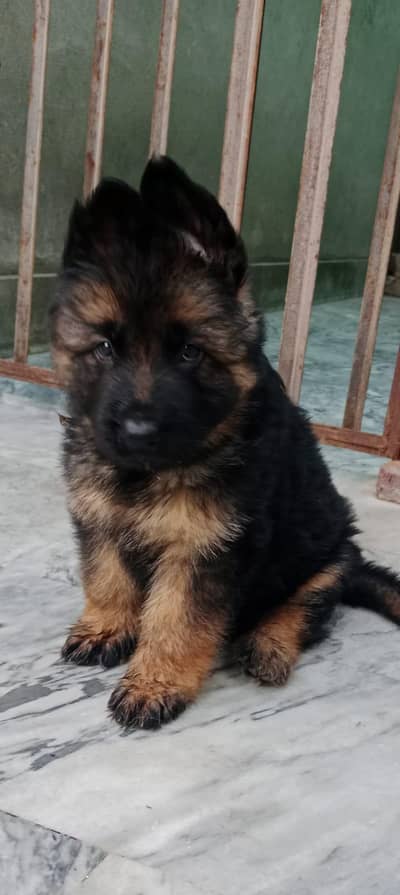 German shepherd puppies
