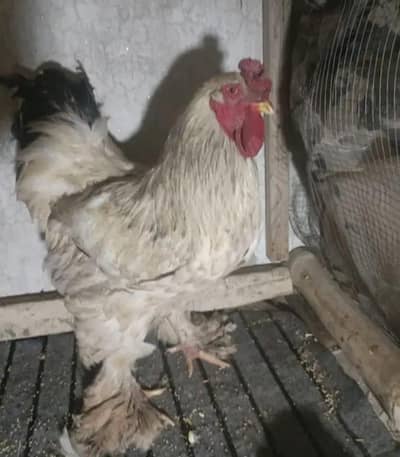 brahma ha full active