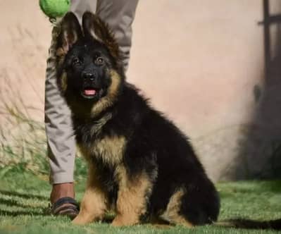 German Shepherd Puppies WhatsApp03055516739