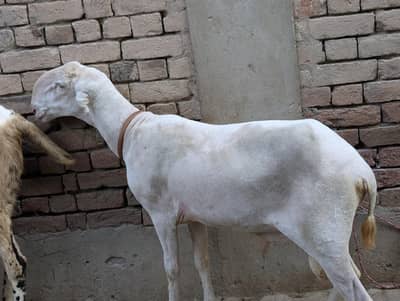 Mundra/Bakra/Chatra/Goat/