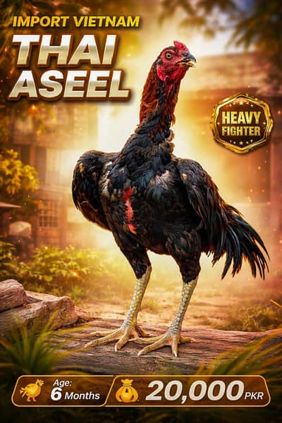 imported Vietnam Thai aseel
