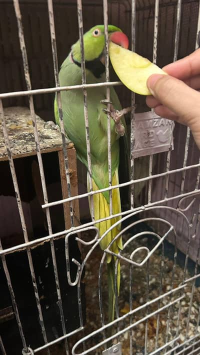 love birds