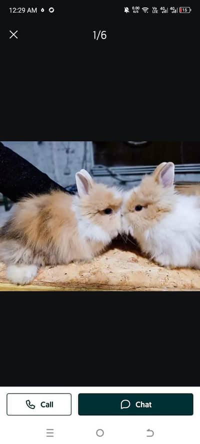 All kinds of different Rabbits