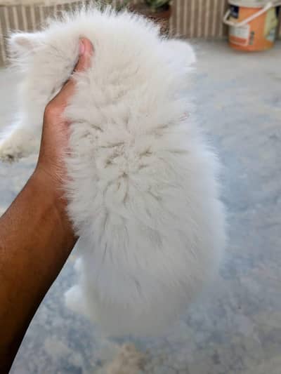 Russian cat