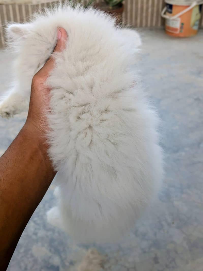 Russian cat 0