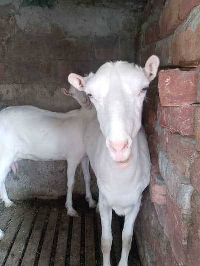 pure tada goats white eyes