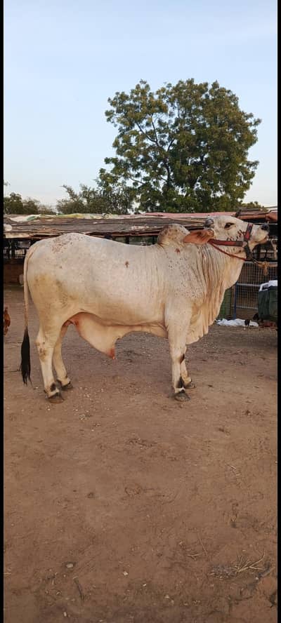 Qurbani 2026