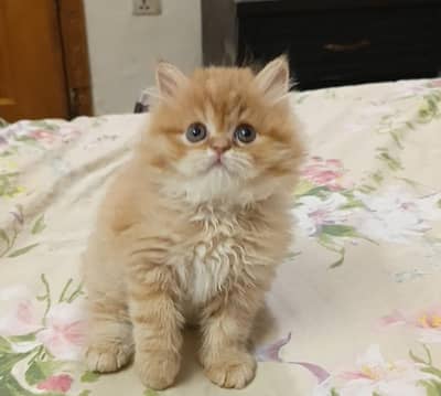 persian male kitten/punch face /triple coat