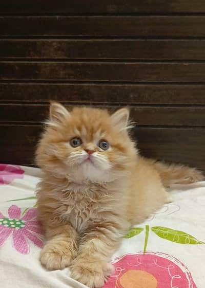 persian male kitten/punch face /triple coat