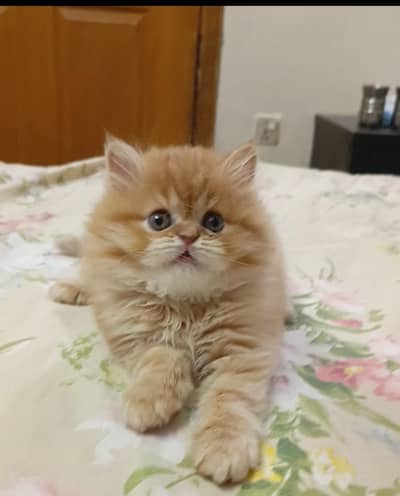 persian male kitten/punch face /triple coat