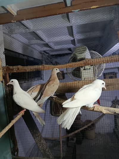 3 dove  for sale 1 pair and 1 single for sale