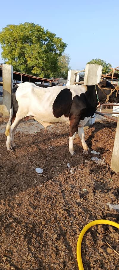 Qurbani 2026 Abluk vilaiti Bachra