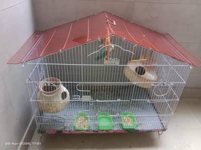 Breeding Pairs Love Birds + 1 Baby for Sale ( with cage )